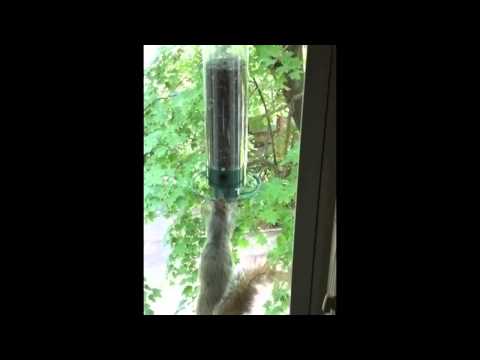 Squirrel Proof Bird Feeders In Denver 80128 Archives Front