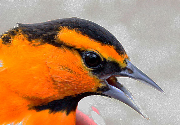 Chatfield State Park, May 13, with Chuck Aid - Front Range Birding Company