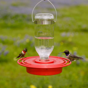 Hummer Feeders Archives Front Range Birding Company