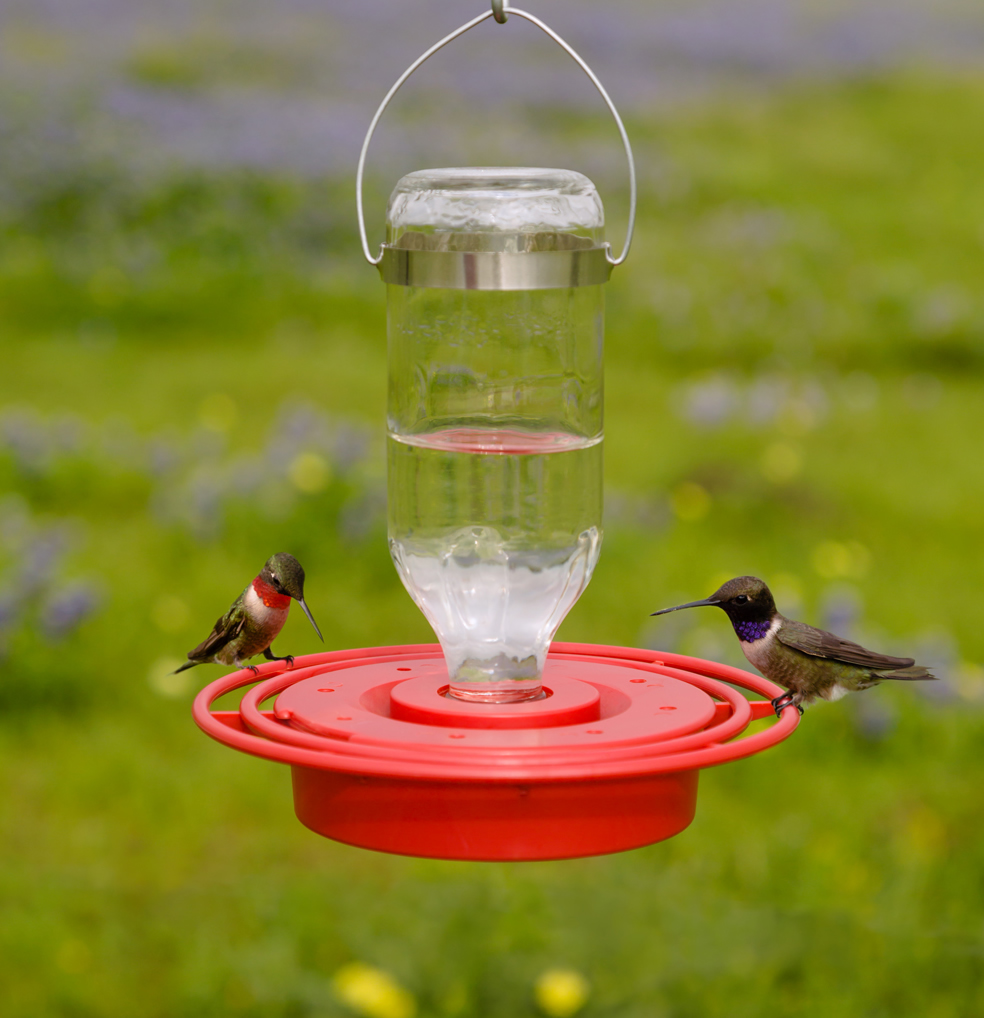 Best 1 8oz Bottle Feeder Front Range Birding Company