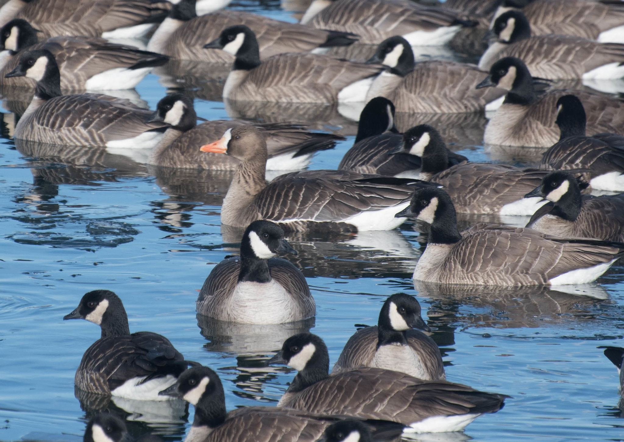 canada goose 1455 mountain ave europe