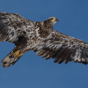 Immature Bald Eagle in flight. Photo by Jamie Simo