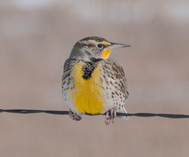 Front Range Birding Company, Colorado's independent wild bird stores